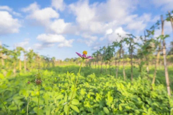 Gelbe Blumen Garten Mit Blauem Himmel Und Weißen Wolken — Stockfoto