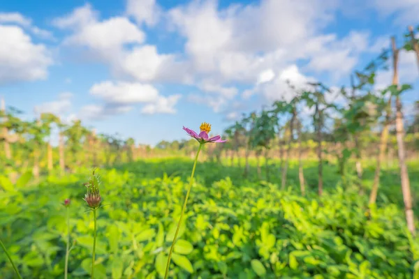 Gelbe Blumen Garten Mit Blauem Himmel Und Weißen Wolken — Stockfoto