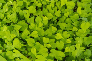 Doğa geçmişi. Vahşi otlar.