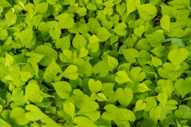 Doğa geçmişi. Vahşi otlar.