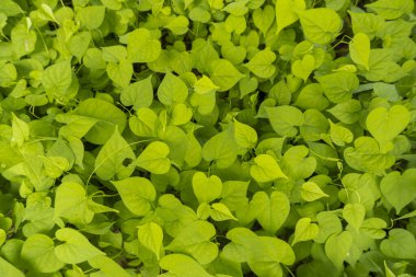 Doğa geçmişi. Vahşi otlar.