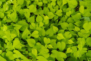 Doğa geçmişi. Vahşi otlar.