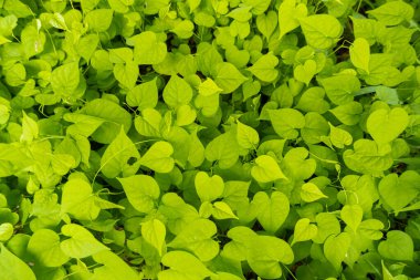 Doğa geçmişi. Vahşi otlar.