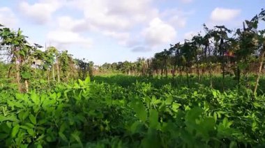 Banyuwangi bölgesindeki yerfıstığı çiftliği.