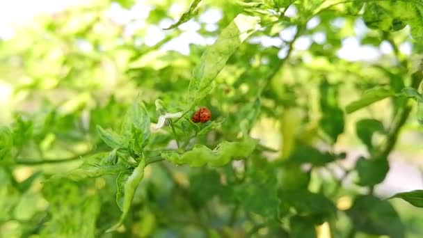 Koksi Σκαθάρια Ladybugs Πέρκα Για Φυτά Τσίλι — Αρχείο Βίντεο
