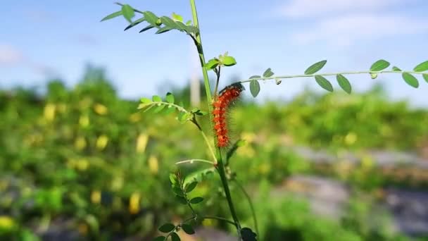 Pomarańczowa Gąsienica Rozmytym Tle Ogrodzie — Wideo stockowe