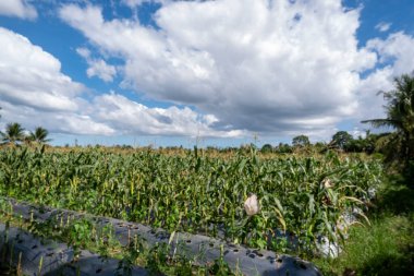 Mavi gökyüzü ve beyaz bulutlarla kaplı mısır tarlası