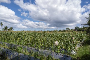 Mavi gökyüzü ve beyaz bulutlarla kaplı mısır tarlası