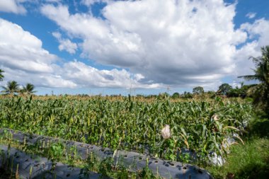 Mavi gökyüzü ve beyaz bulutlarla kaplı mısır tarlası