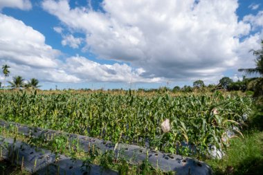 Mavi gökyüzü ve beyaz bulutlarla kaplı mısır tarlası