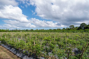 Mavi gökyüzü ve beyaz bulutlu biber çiftliği