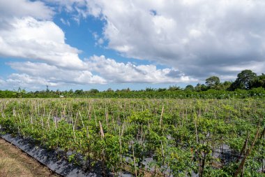 Mavi gökyüzü ve beyaz bulutlu biber çiftliği