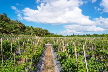 Mavi gökyüzü ve beyaz bulutlu biber çiftliği