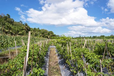 Mavi gökyüzü ve beyaz bulutlu biber çiftliği