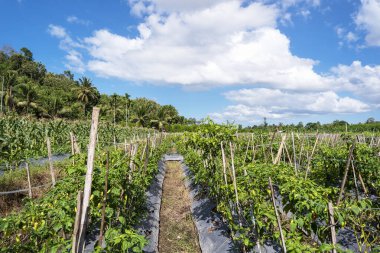 Mavi gökyüzü ve beyaz bulutlu biber çiftliği