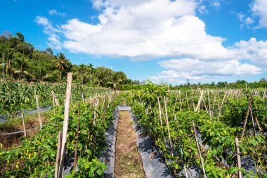 Mavi gökyüzü ve beyaz bulutlu biber çiftliği