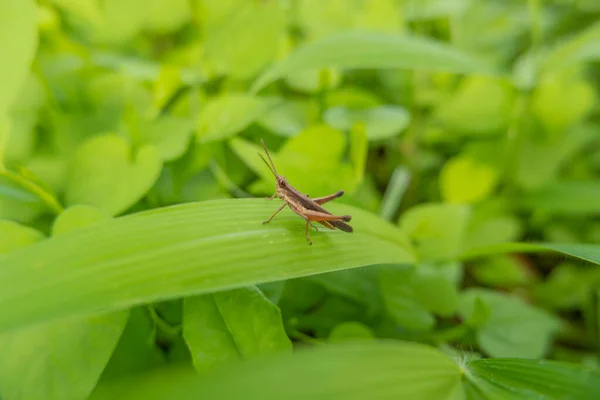 Saltamontes Posado Sobre Pulga — Foto de Stock