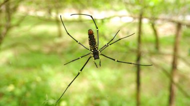 Örümcekler ağaç dallarına yuva yaparlar.