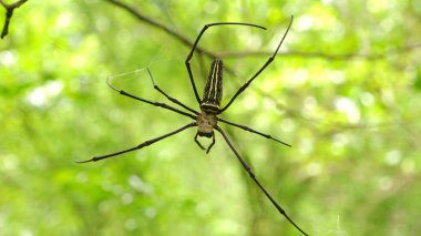 Örümcekler ağaç dallarına yuva yaparlar.