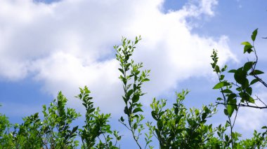 yeşil ağaçlar ve panoramik gökyüzü 