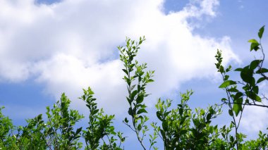 yeşil ağaçlar ve panoramik gökyüzü 