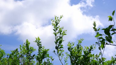 yeşil ağaçlar ve panoramik gökyüzü 