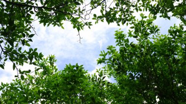 yeşil ağaçlar ve panoramik gökyüzü 