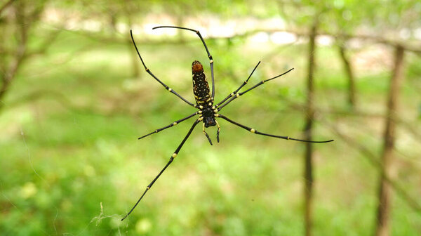 spiders make nests on tree branche