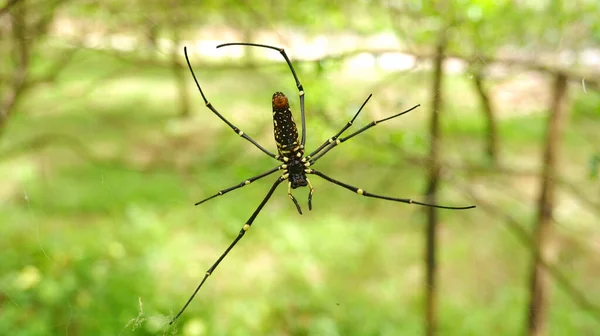 Aranhas Fazem Ninhos Branche Árvore — Fotografia de Stock