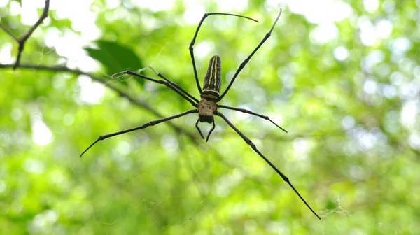 Aranhas Fazem Ninhos Branche Árvore — Fotografia de Stock