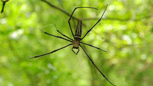 spiders make nests on tree branche