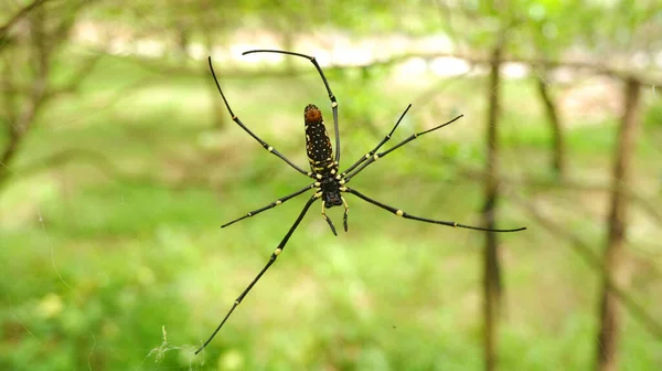 Aranhas Fazem Ninhos Branche Árvore — Fotografia de Stock