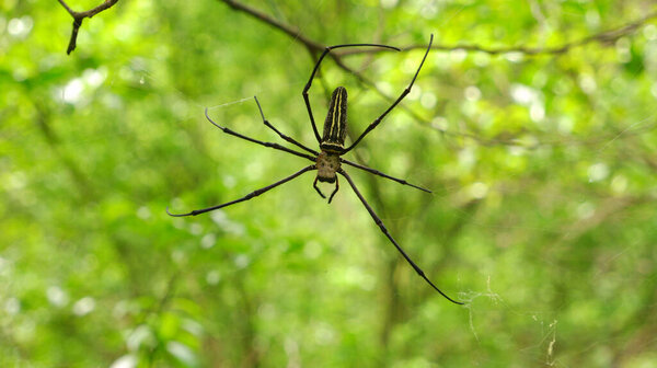 spiders make nests on tree branche