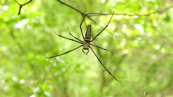 Araignées Font Des Nids Sur Branche Arbre — Photo