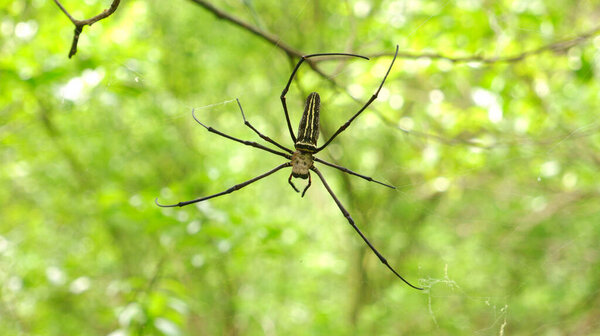 spiders make nests on tree branche