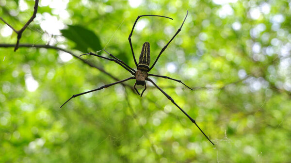 spiders make nests on tree branche