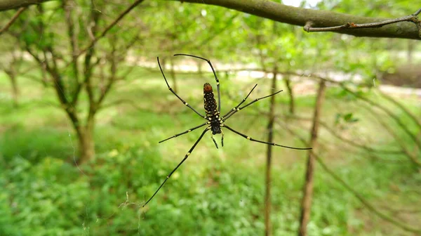 Las Arañas Hacen Nidos Rama Del Árbol — Foto de Stock
