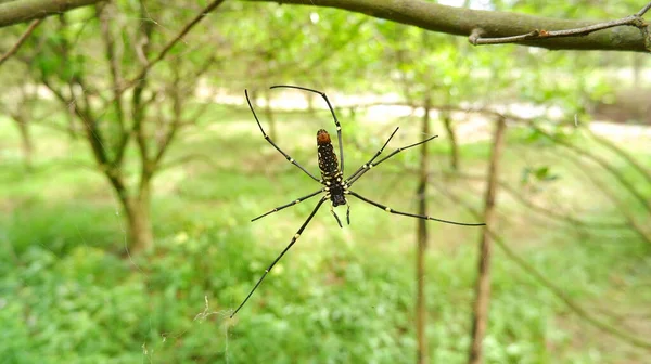 蜘蛛在树枝上筑巢 — 图库照片