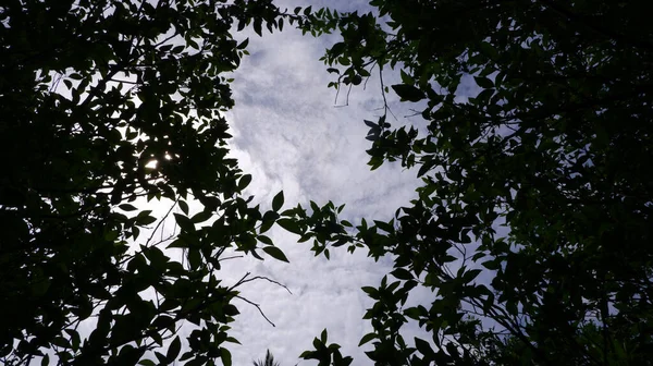 Green Trees Panoramic Sky — Stock Photo, Image