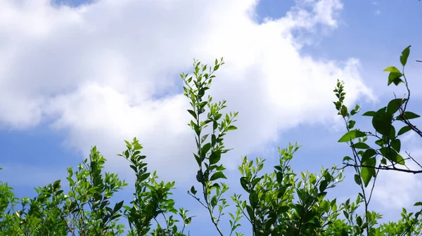 Árboles Verdes Cielo Panorámico — Foto de Stock