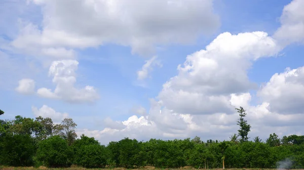 緑の木々とパノラマの空 — ストック写真