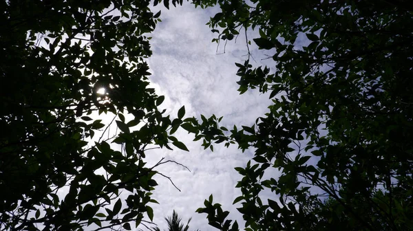 Groene Bomen Panoramische Hemel — Stockfoto