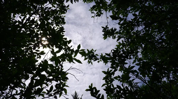 Zelené Stromy Panoramatická Obloha — Stock fotografie