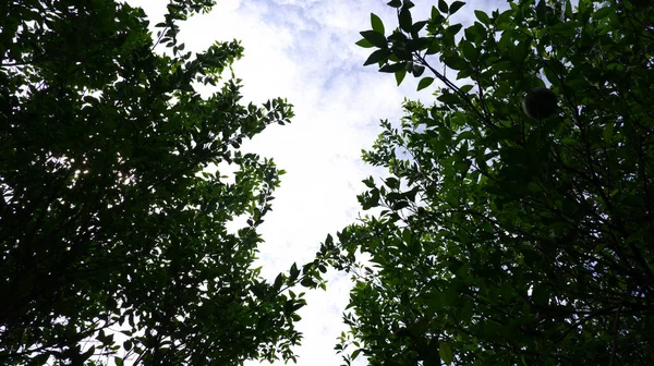Зеленые Деревья Панорамное Небо — стоковое фото