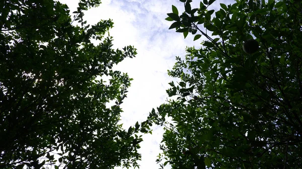 Árboles Verdes Cielo Panorámico — Foto de Stock