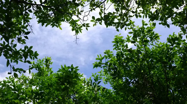 Arbres Verts Ciel Panoramique — Photo