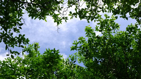 Árboles Verdes Cielo Panorámico — Foto de Stock