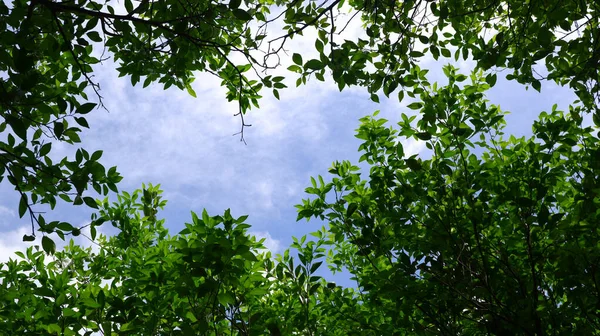 Arbres Verts Ciel Panoramique — Photo