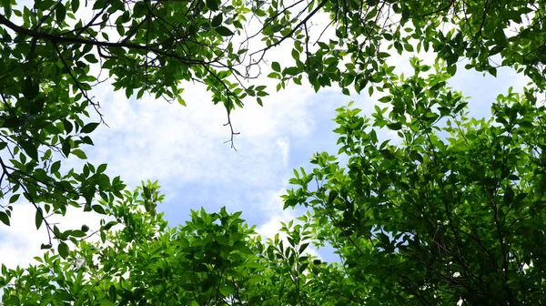 Árboles Verdes Cielo Panorámico — Foto de Stock