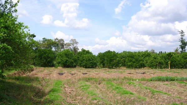 Belo Panorama Rural Com Laranjal Durante Dia Banyuwang — Fotografia de Stock